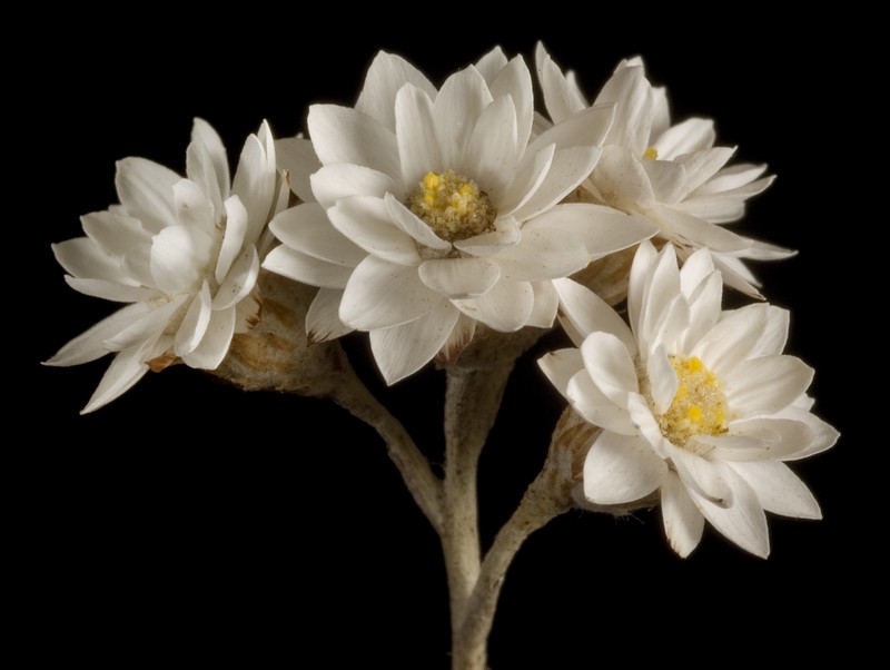 Pithocarpa pulchella