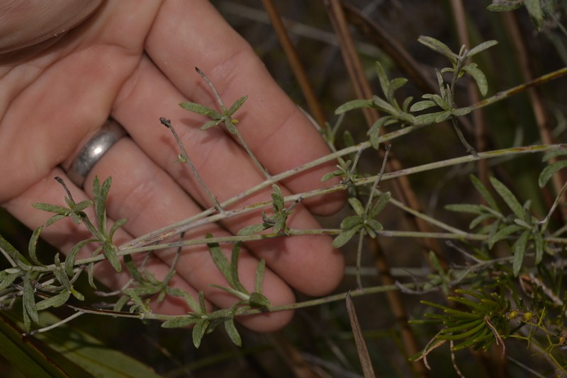 Pithocarpa pulchella photo 2