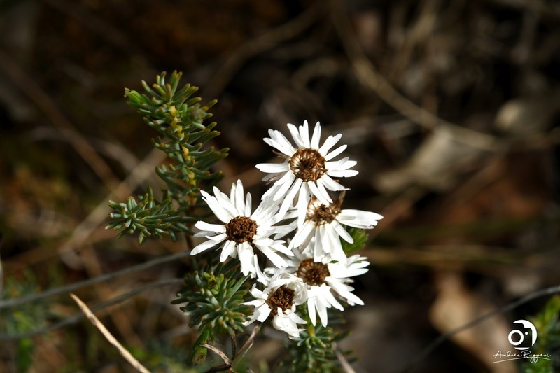 Pithocarpa pulchella photo 3