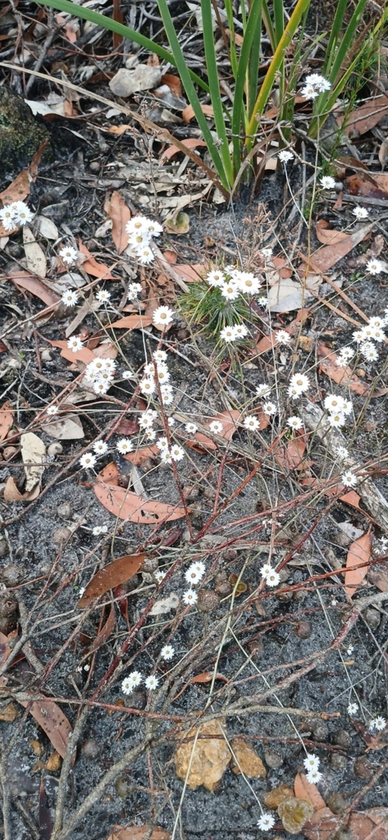 Pithocarpa pulchella photo 4