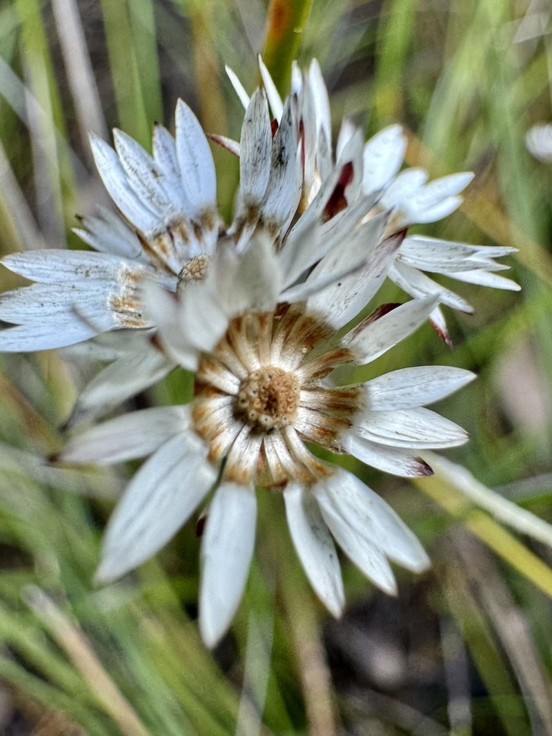 Pithocarpa pulchella photo 5
