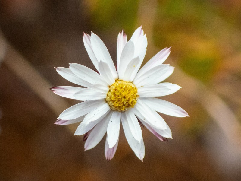 Pithocarpa pulchella photo 6