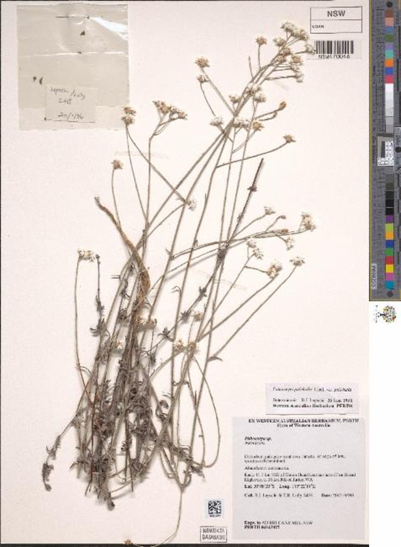 Pithocarpa pulchella var. pulchella