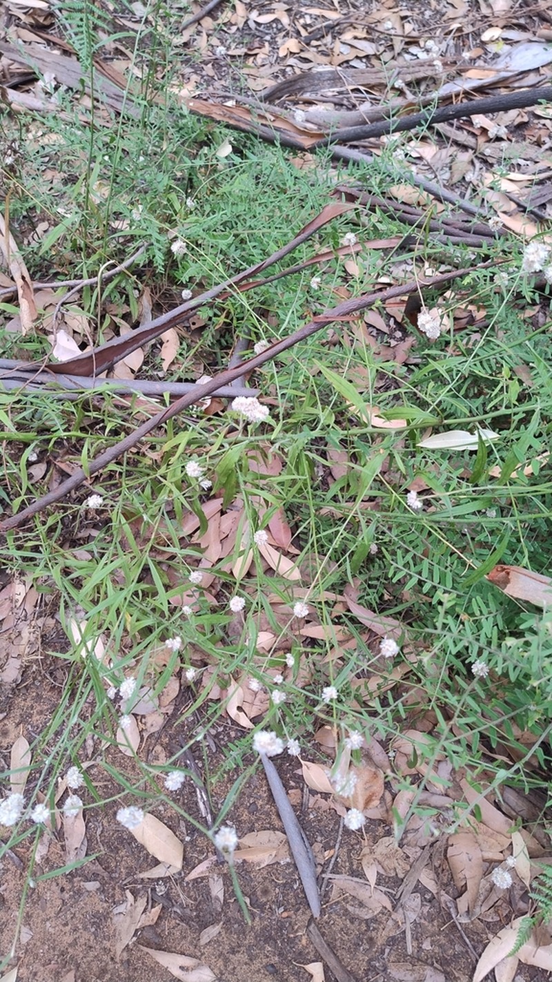 Pithocarpa ramosa