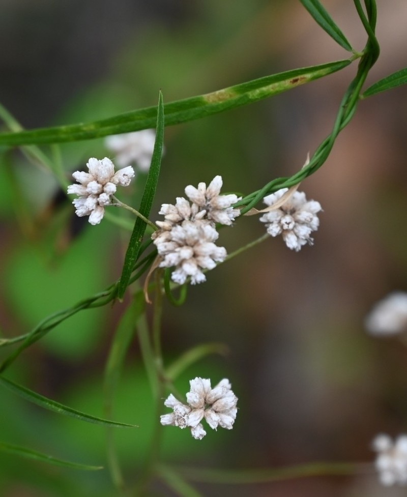 Pithocarpa ramosa photo 2