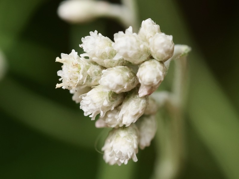 Pithocarpa ramosa photo 3
