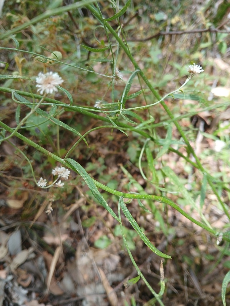 Pithocarpa ramosa photo 4