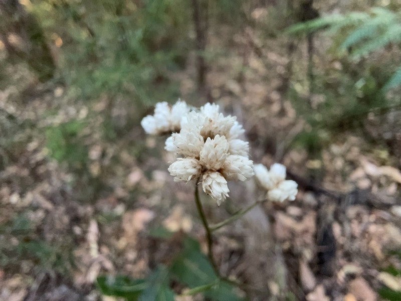 Pithocarpa ramosa photo 5