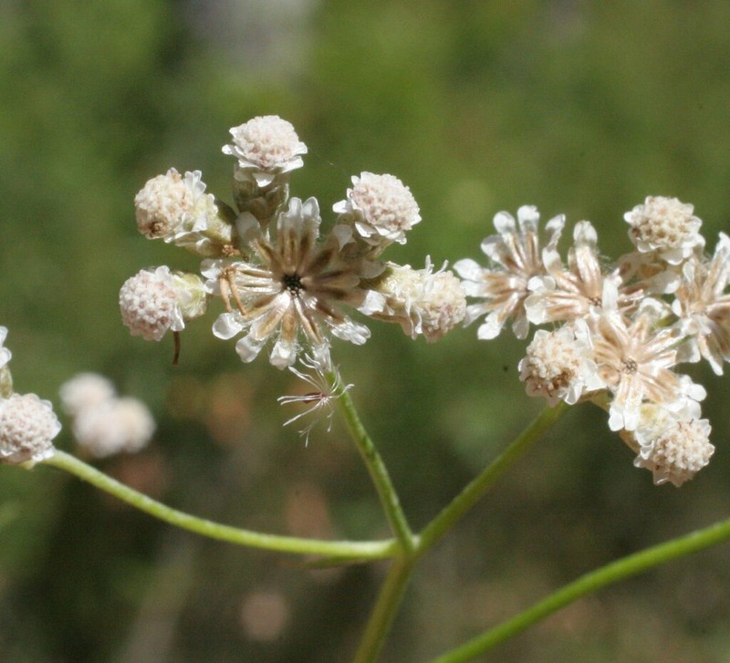 Pithocarpa ramosa photo 6