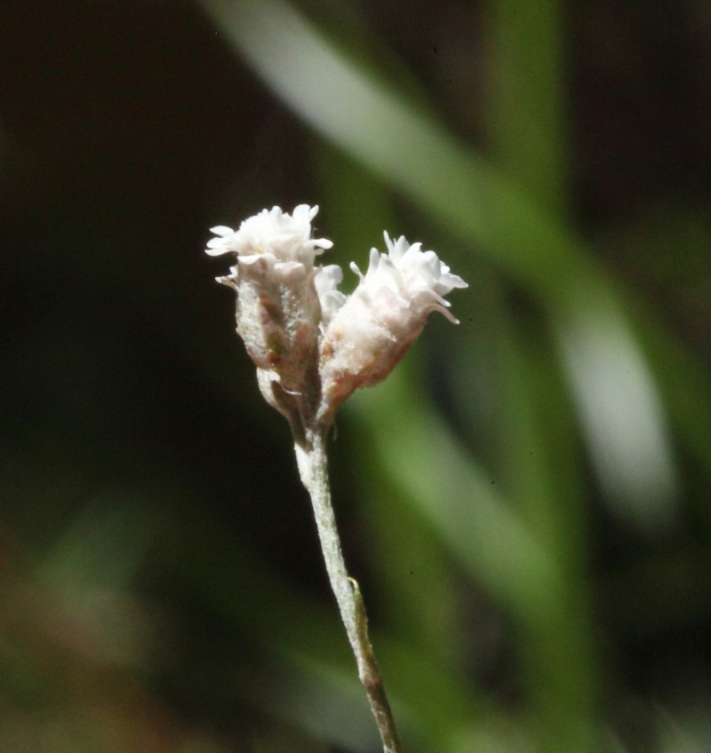 Pithocarpa ramosa photo 7