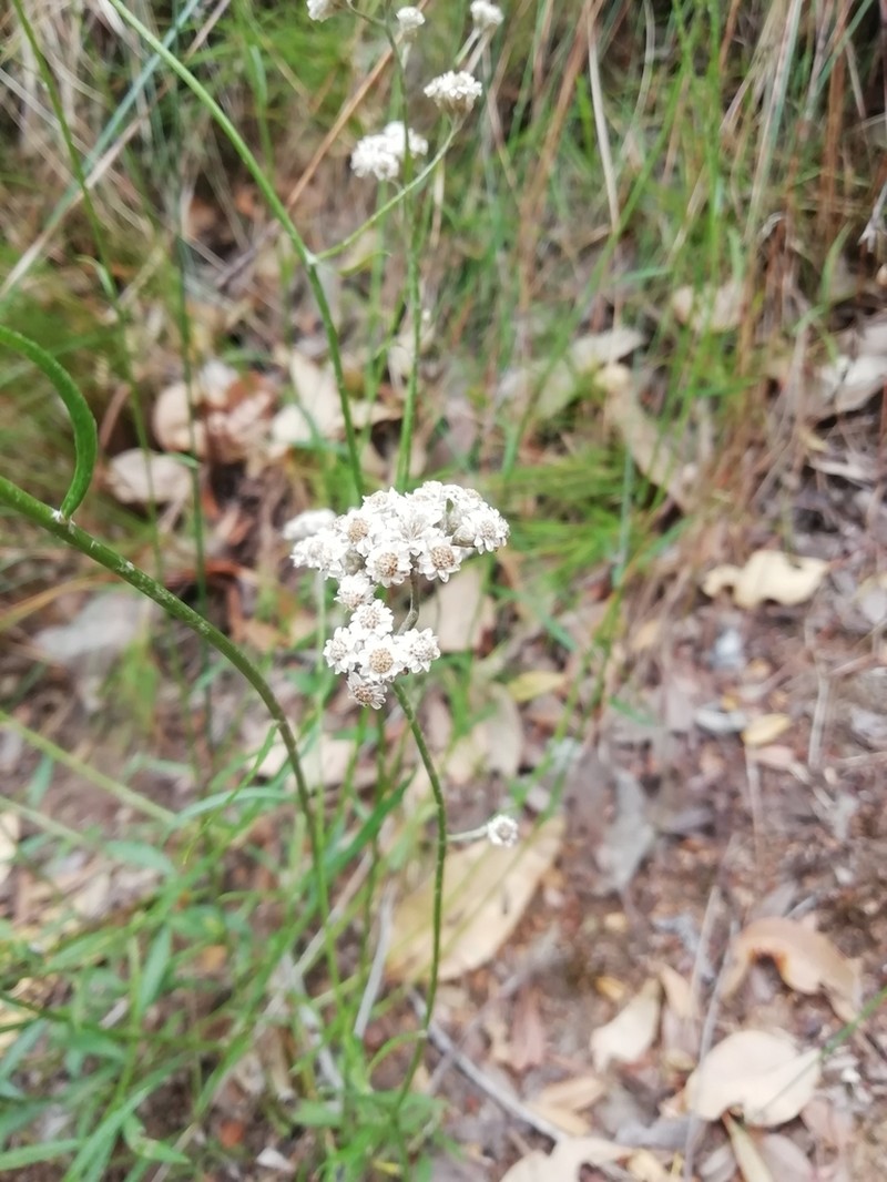 Pithocarpa ramosa photo 8