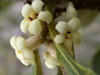 Hawai'I Poisonberry Tree