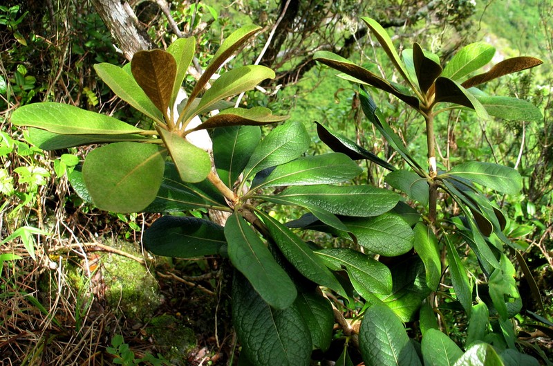 Ho'Awa photo 4