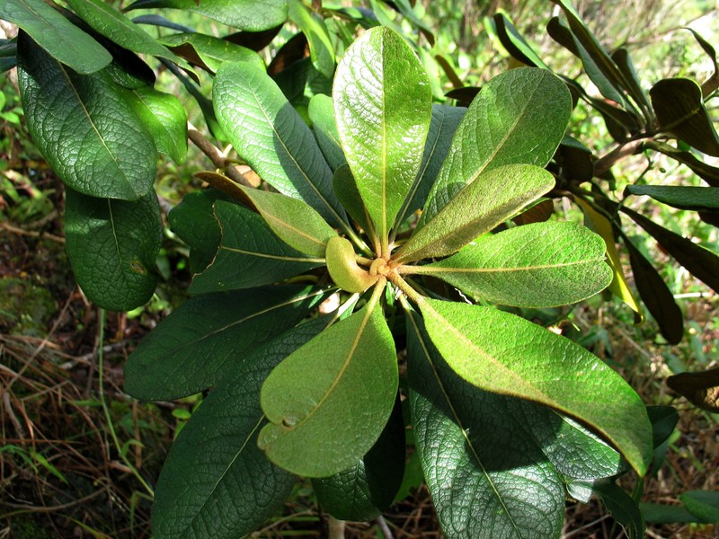 Ho'Awa photo 5