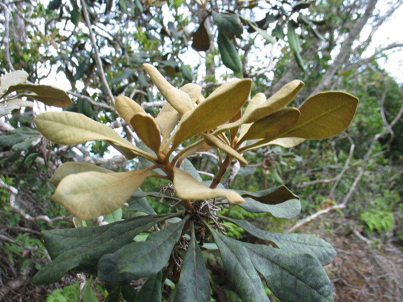 Ho'Awa photo 6