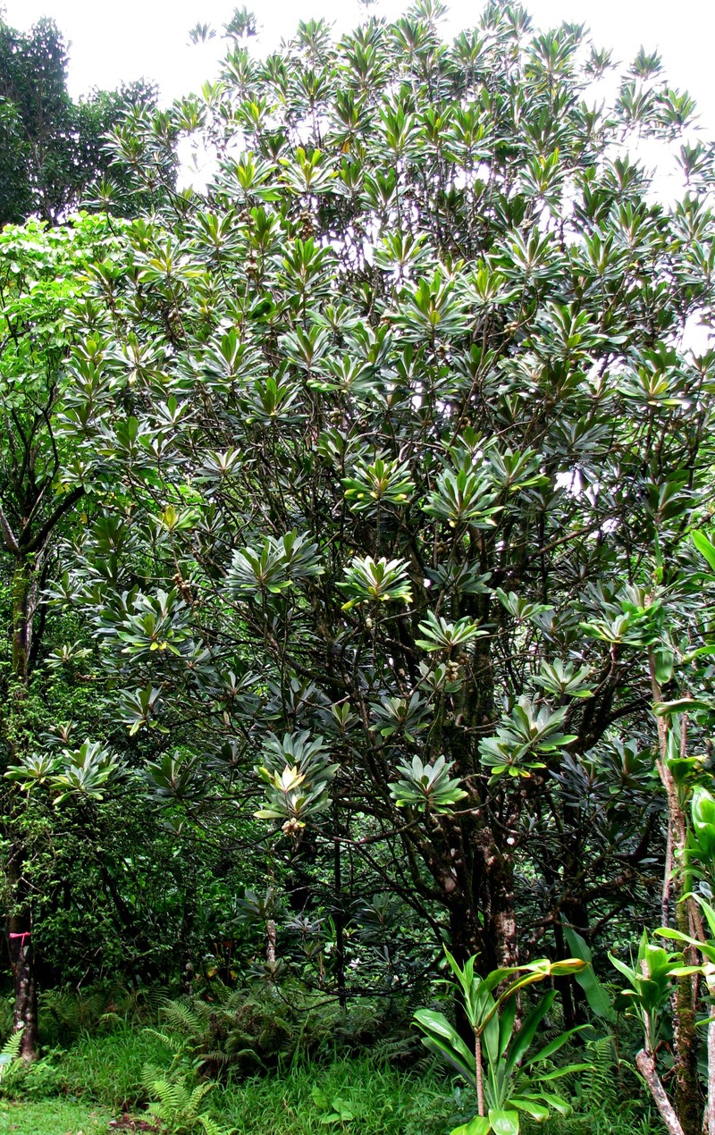 Ho'Awa photo 2