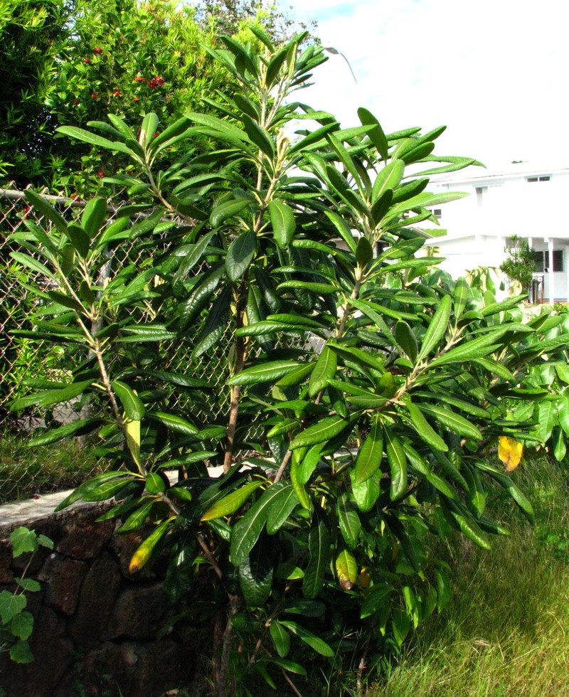 Ho'Awa photo 3