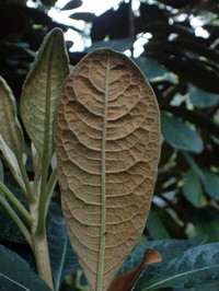 Ho'Awa