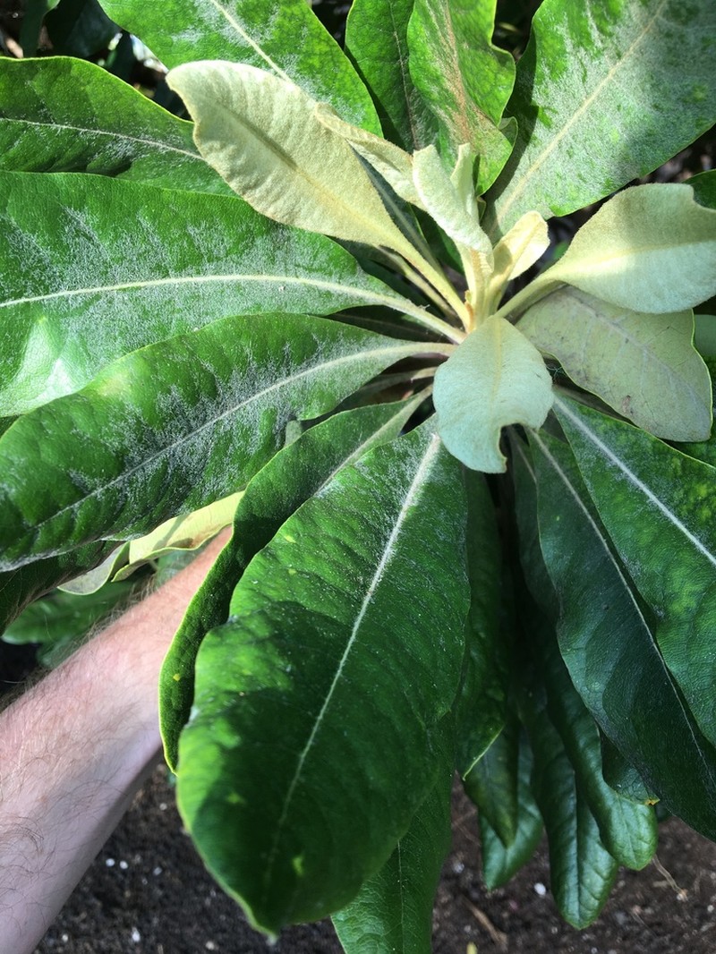 Ho'Awa photo 2