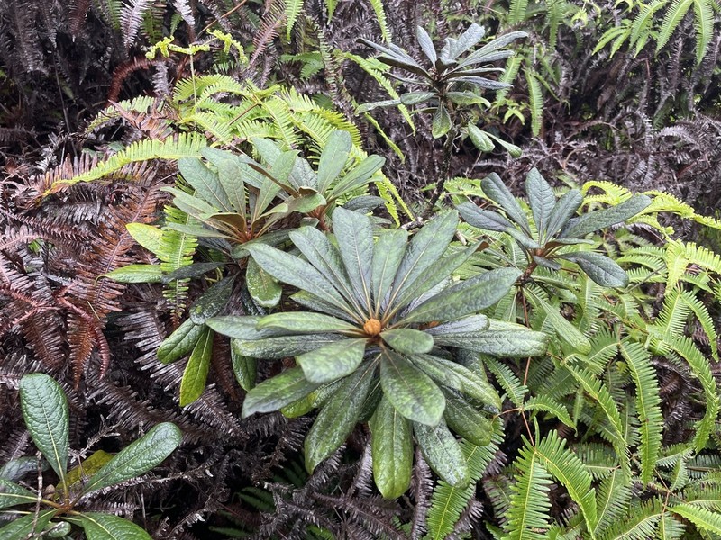 Ho'Awa photo 3