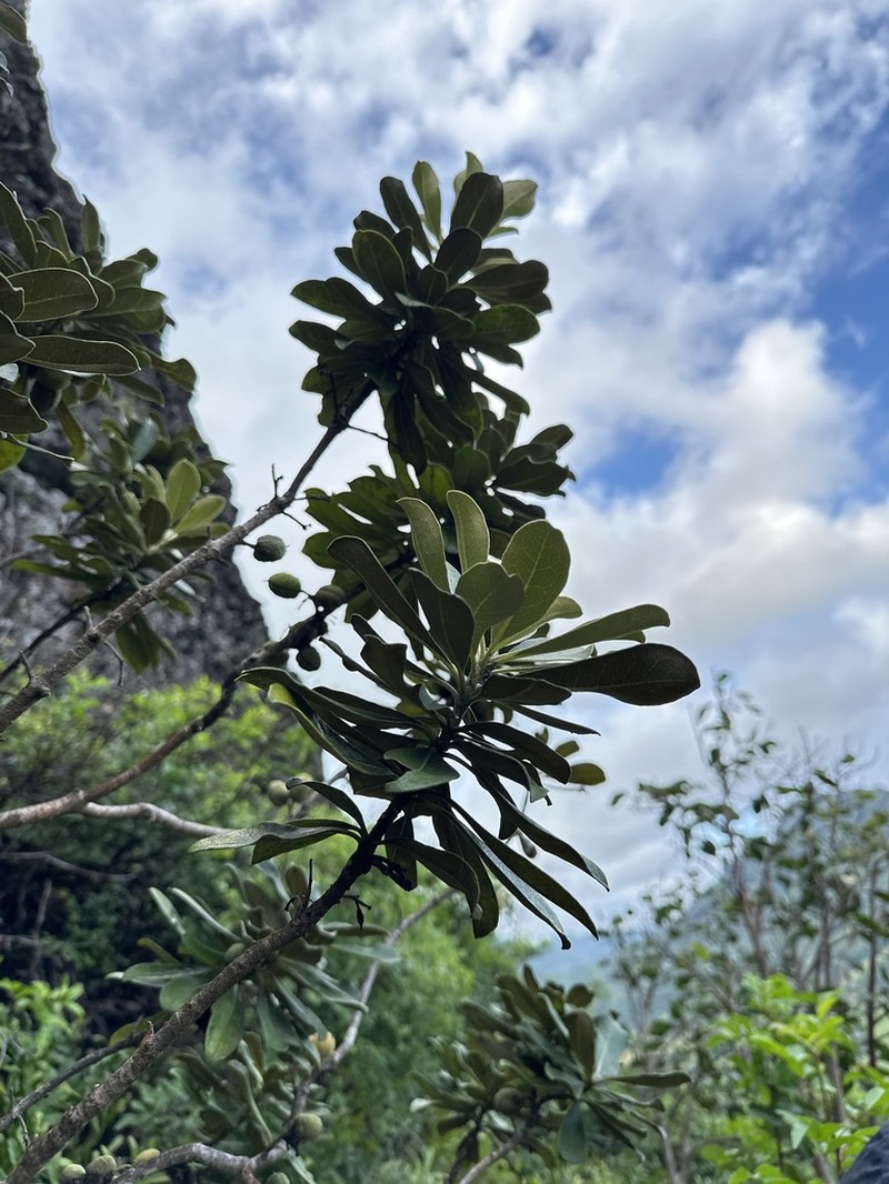Ho'Awa photo 4