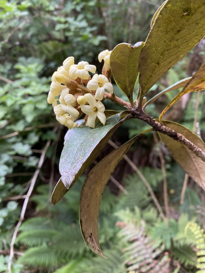Ho'Awa photo 6