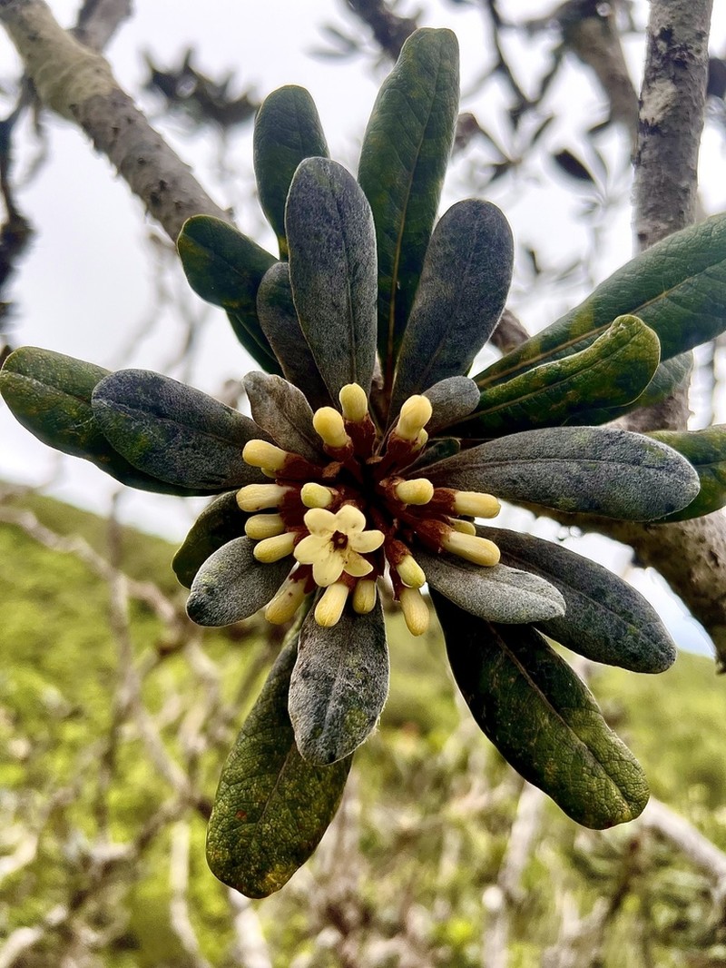 Ho'Awa photo 7