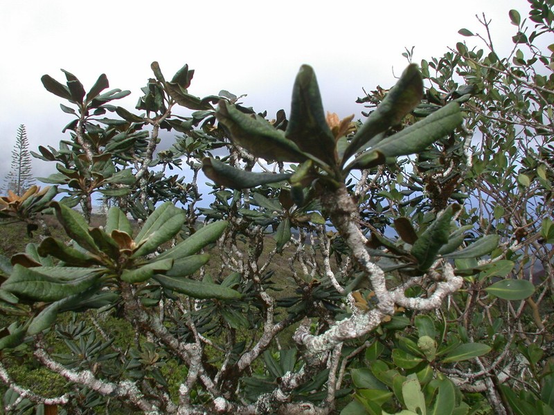 Ho'Awa photo 8