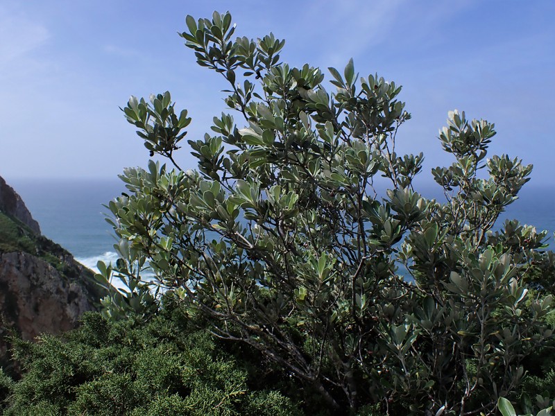 Stiffleaf Cheesewood photo 2