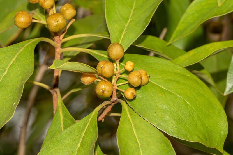 Pittosporum ferrugineum subsp. ferrugineum
