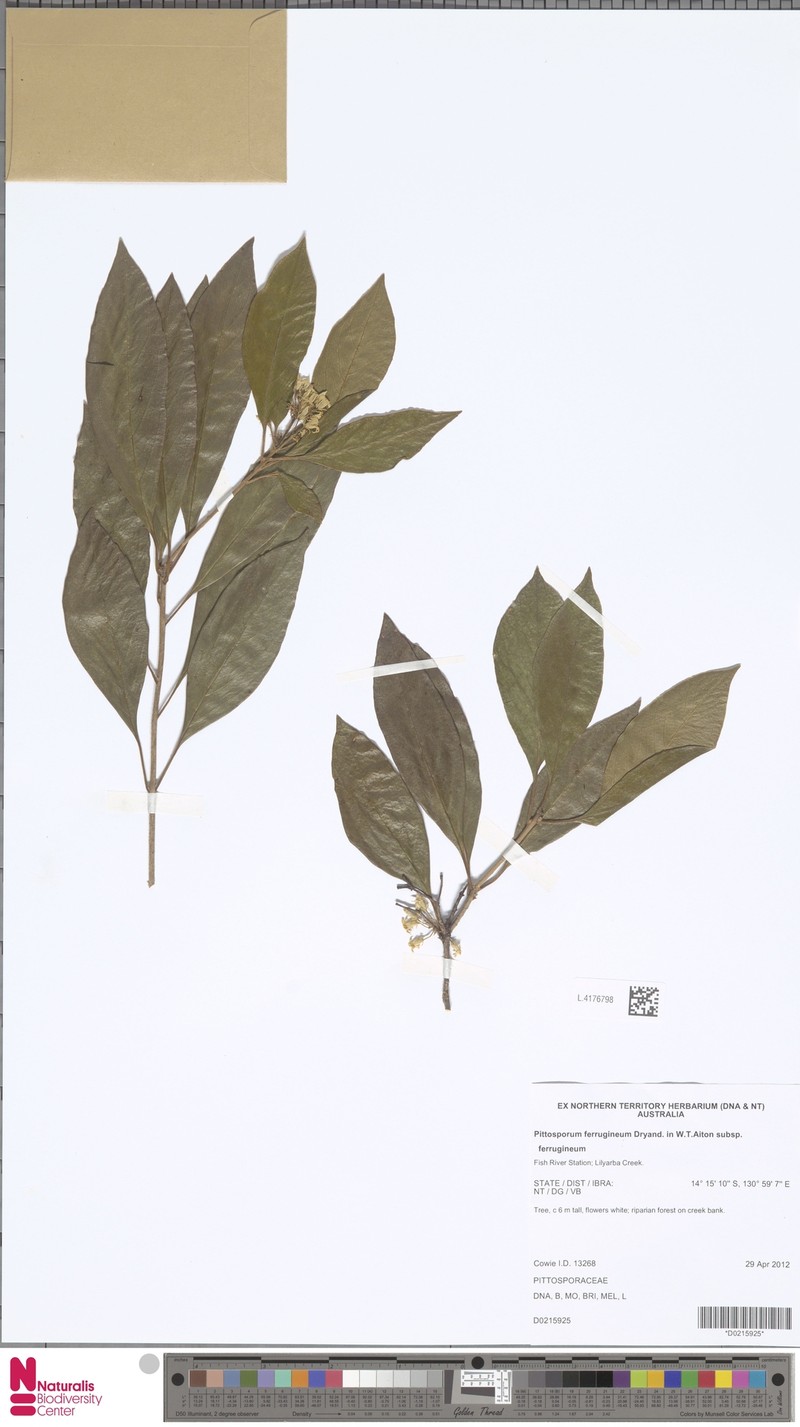 Pittosporum ferrugineum subsp. ferrugineum photo 2