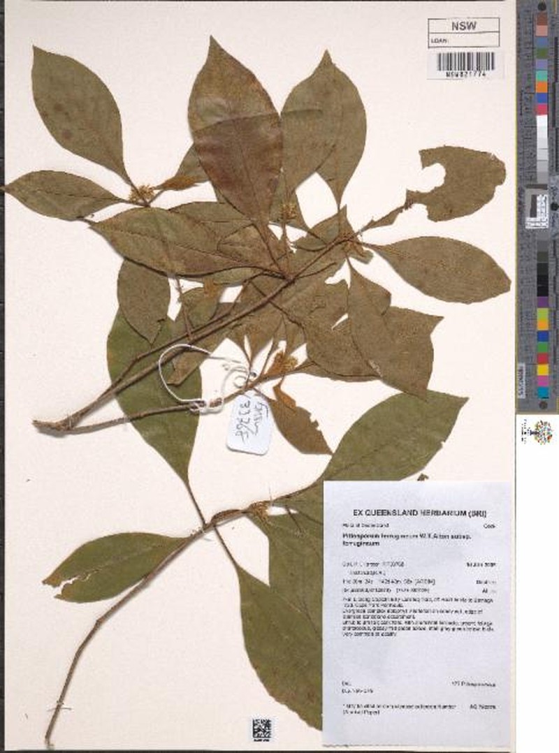 Pittosporum ferrugineum subsp. ferrugineum photo 3