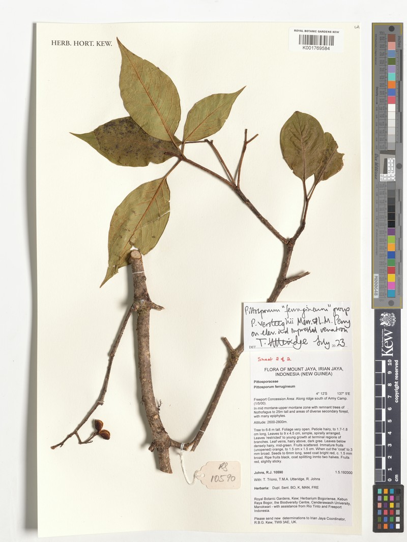 Pittosporum ferrugineum subsp. ferrugineum photo 4