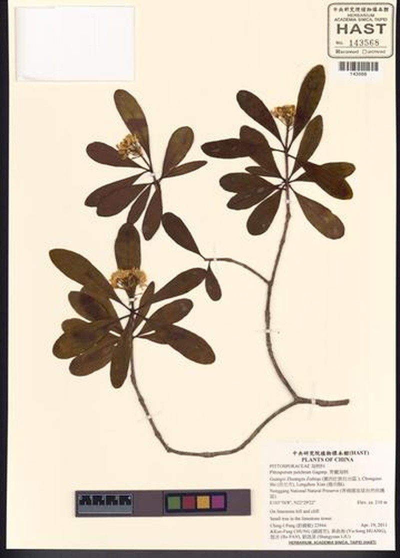 Pittosporum gagnepainii