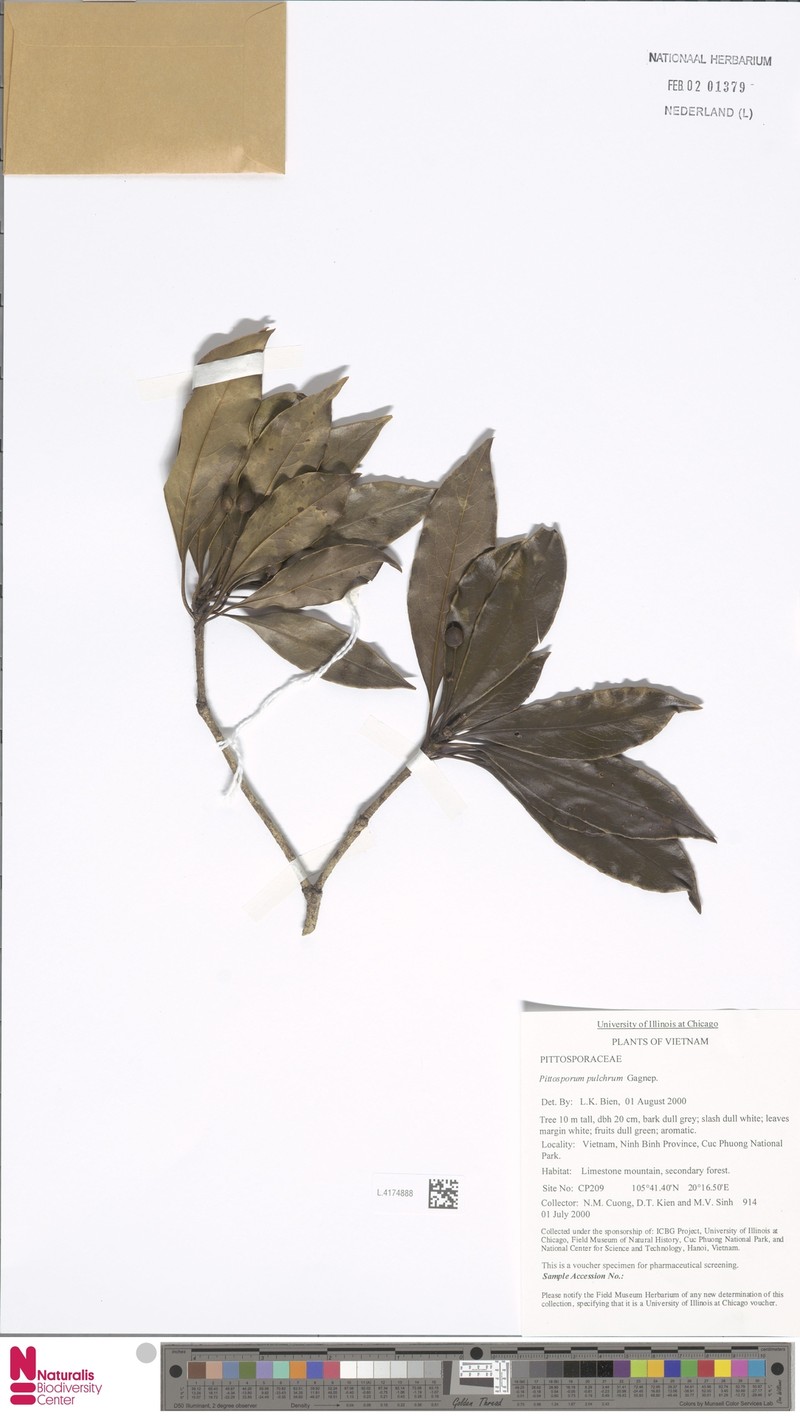 Pittosporum gagnepainii photo 2