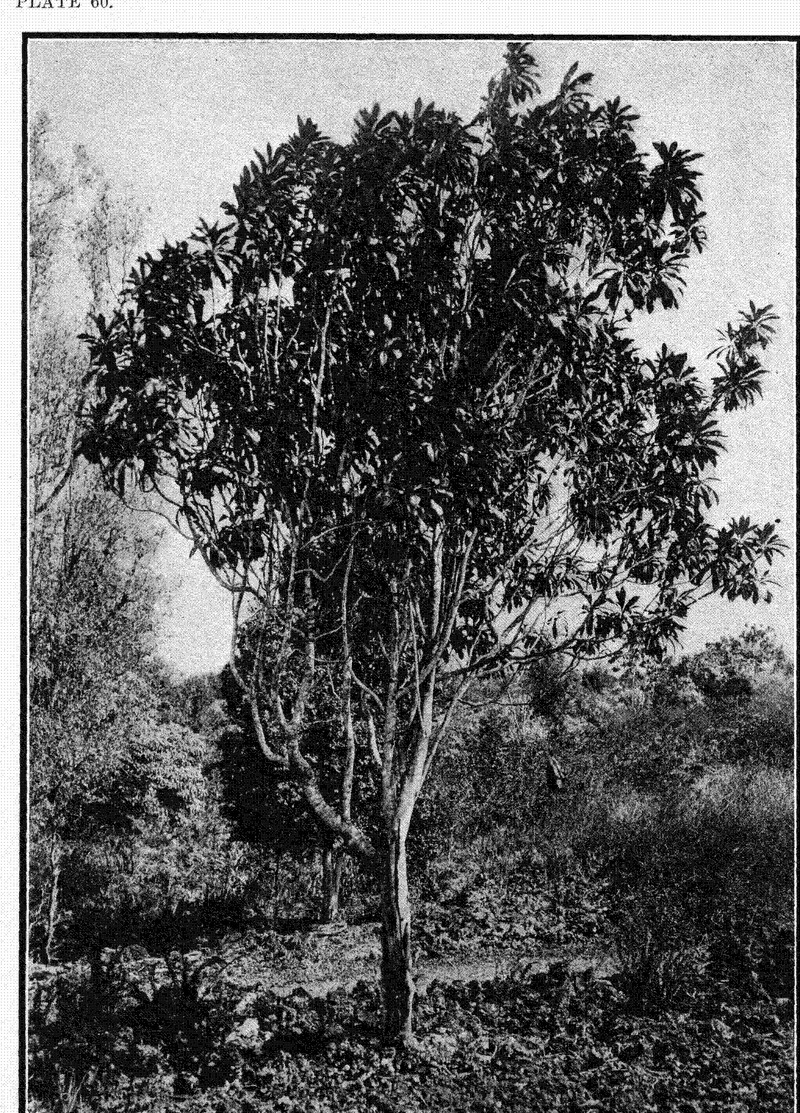 Waialeale Cheesewood photo 2
