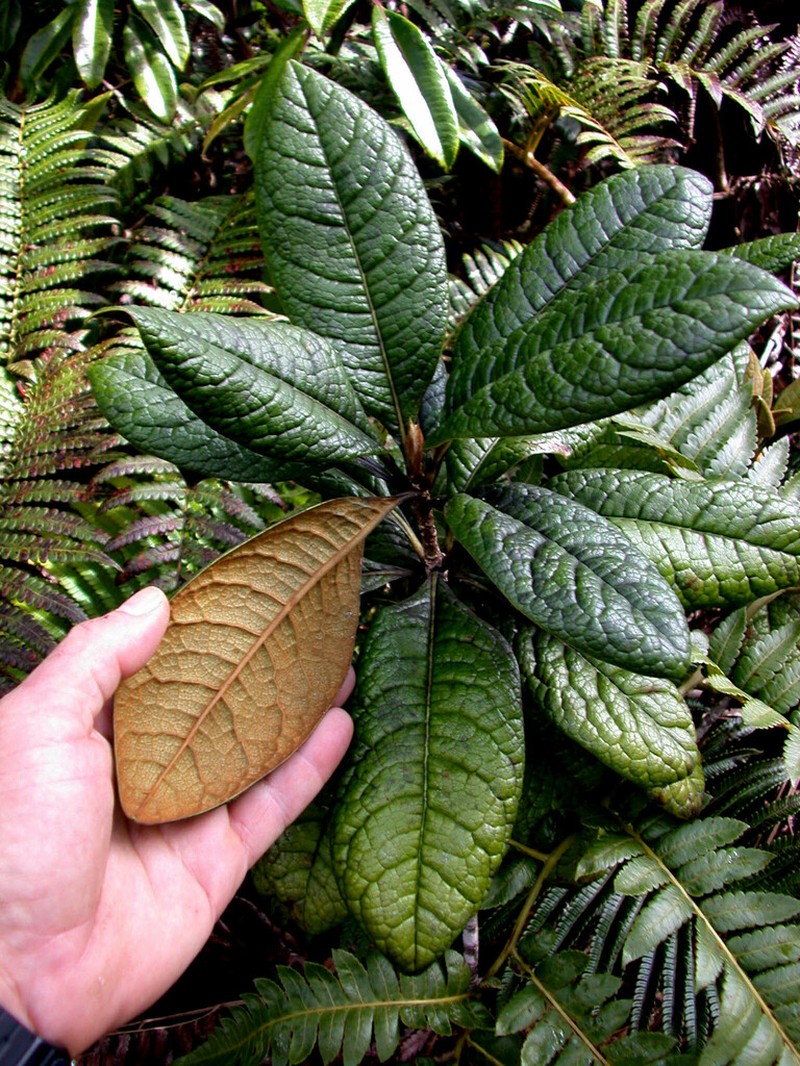 Waialeale Cheesewood photo 2