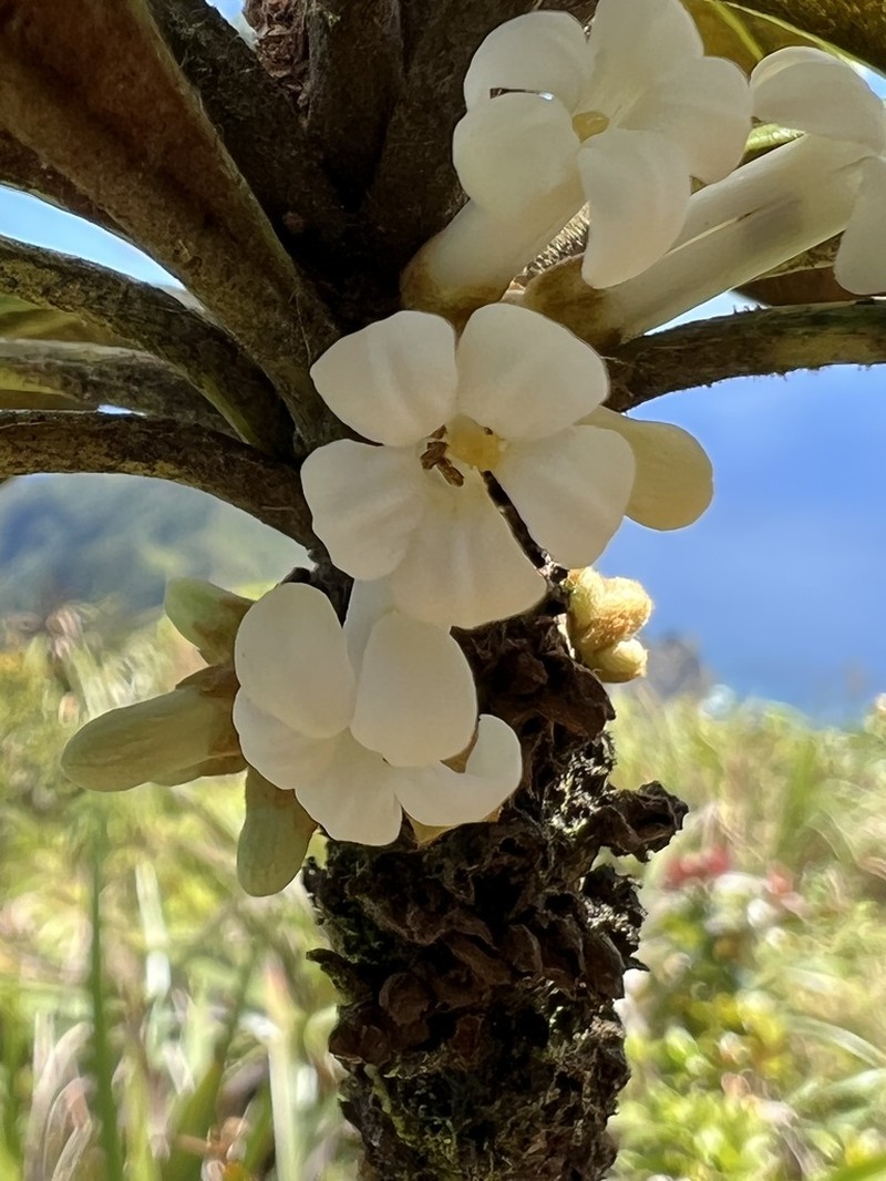 Waialeale Cheesewood photo 3