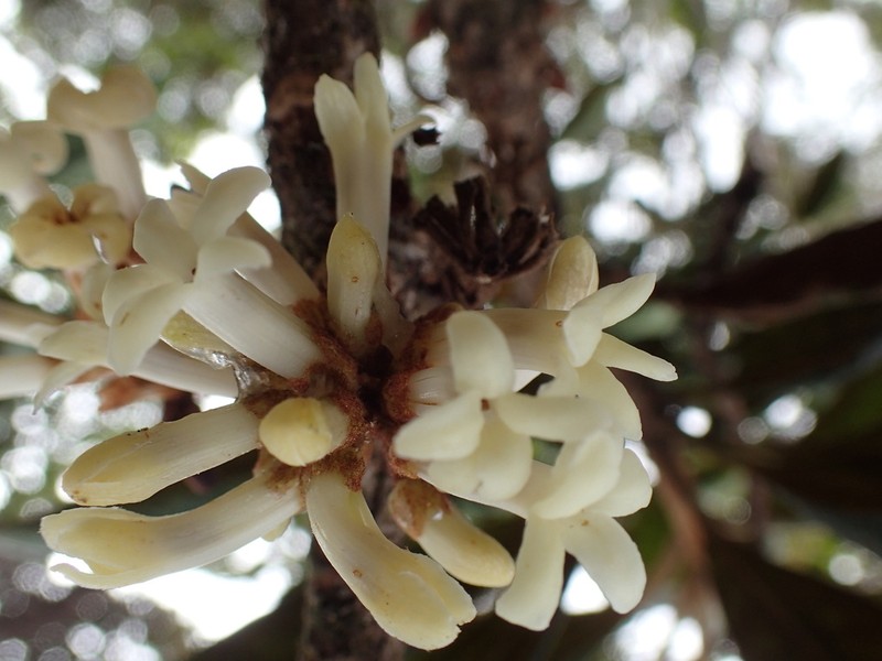 Waialeale Cheesewood photo 4