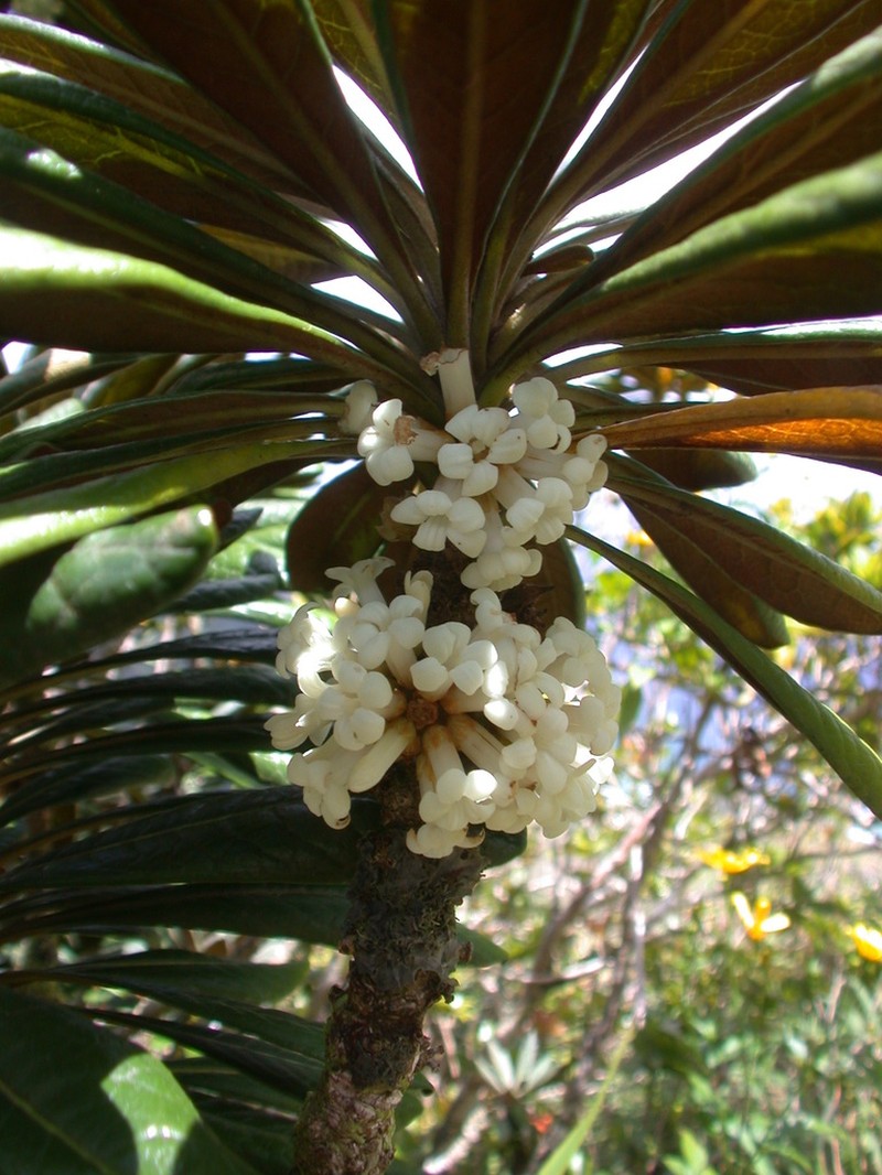 Waialeale Cheesewood photo 5