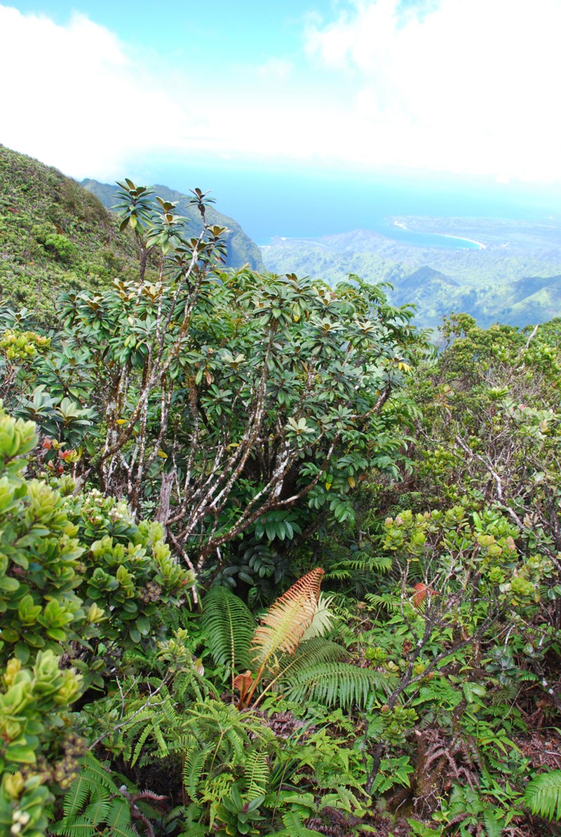 Waialeale Cheesewood photo 6