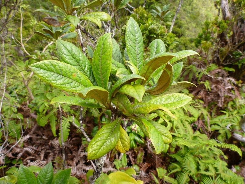 Waialeale Cheesewood photo 7