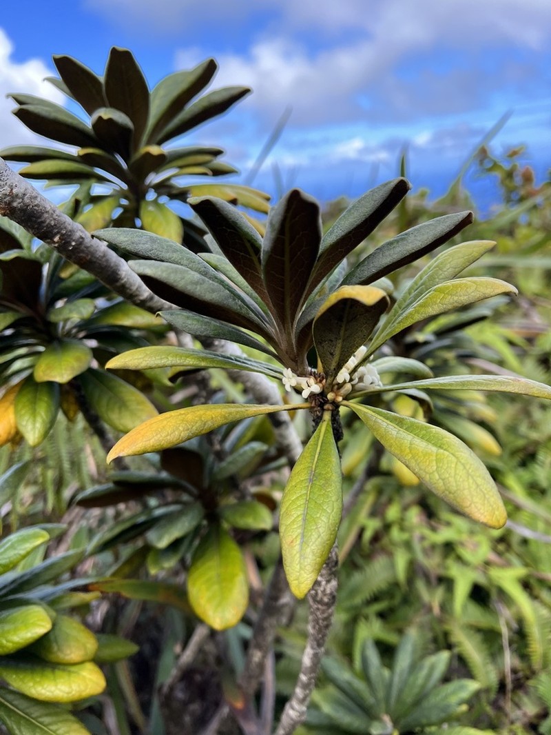 Waialeale Cheesewood photo 8