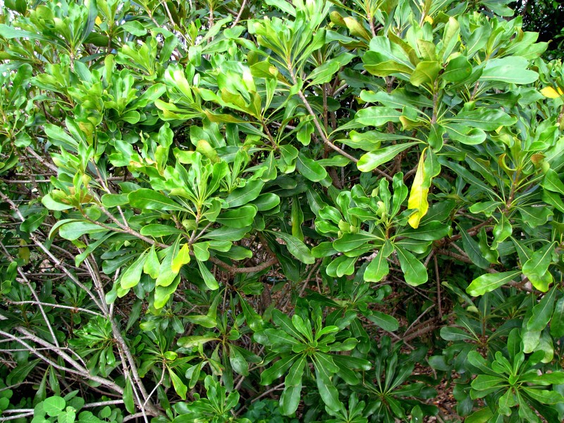 Koolau Range Cheesewood photo 2