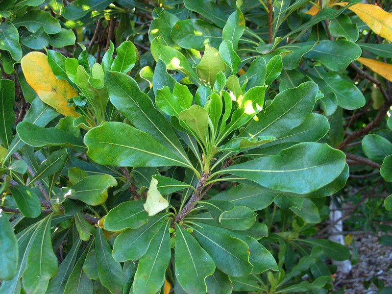 Koolau Range Cheesewood photo 4