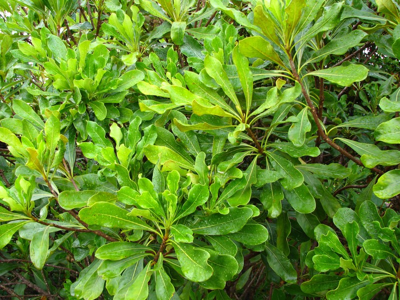 Koolau Range Cheesewood photo 5