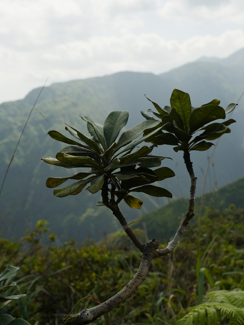 Koolau Range Cheesewood photo 3