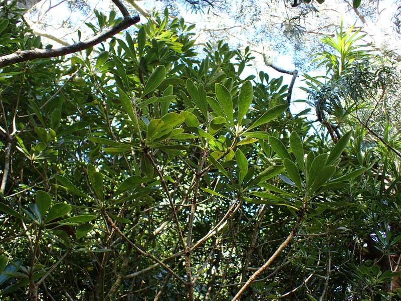 Koolau Range Cheesewood photo 4