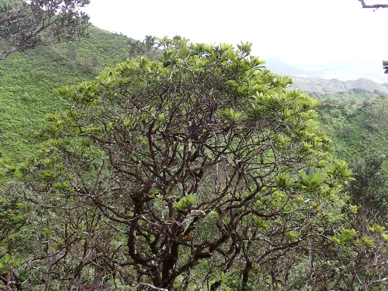 Koolau Range Cheesewood photo 5