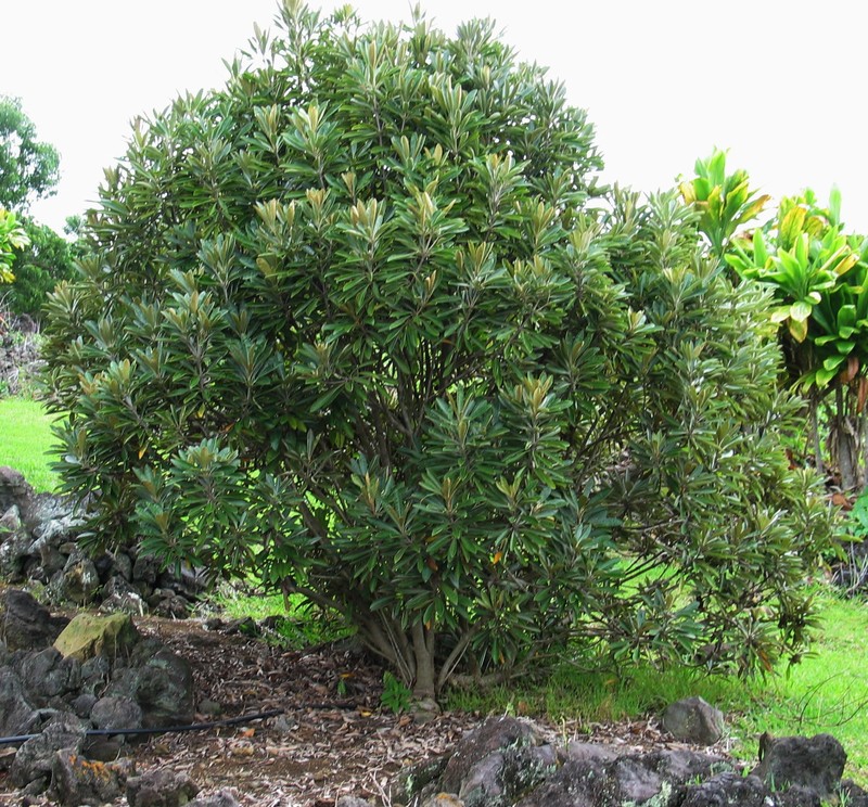 Kona Cheesewood photo 4